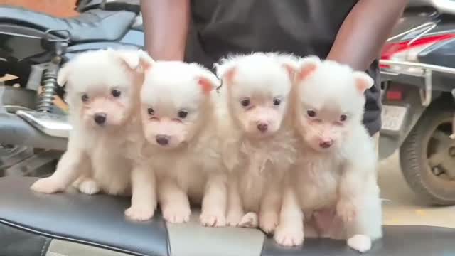 Pomeranian Puppy at a farm in Chennai, Tamil Nadu