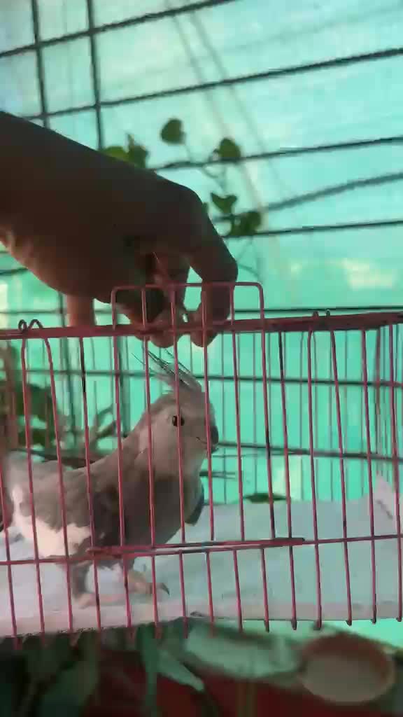 Cockatiel | Lutino at a farm in Rahe, Jharkhand