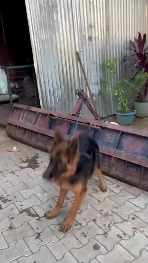 German Shepherd Puppy at a farm in Rajpura, Punjab