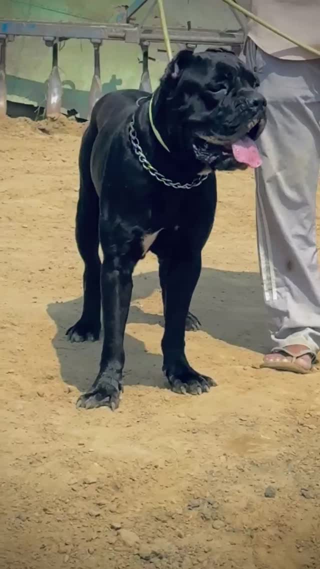 Cane Corso Puppy at a farm in Patiala, Punjab