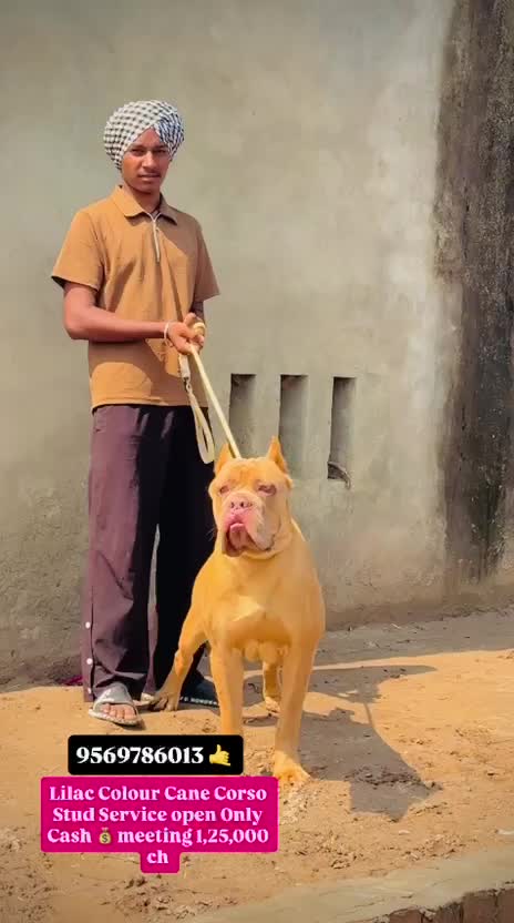 Cane Corso Puppy at a farm in Patiala, Punjab