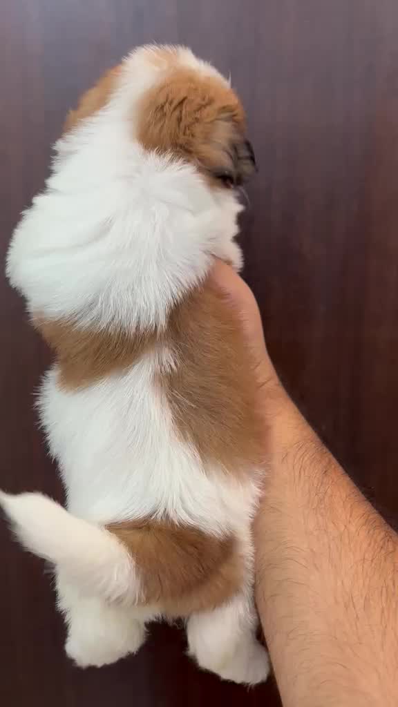 Shih Tzu | Tri Color Puppy at a farm in Karnal, Haryana