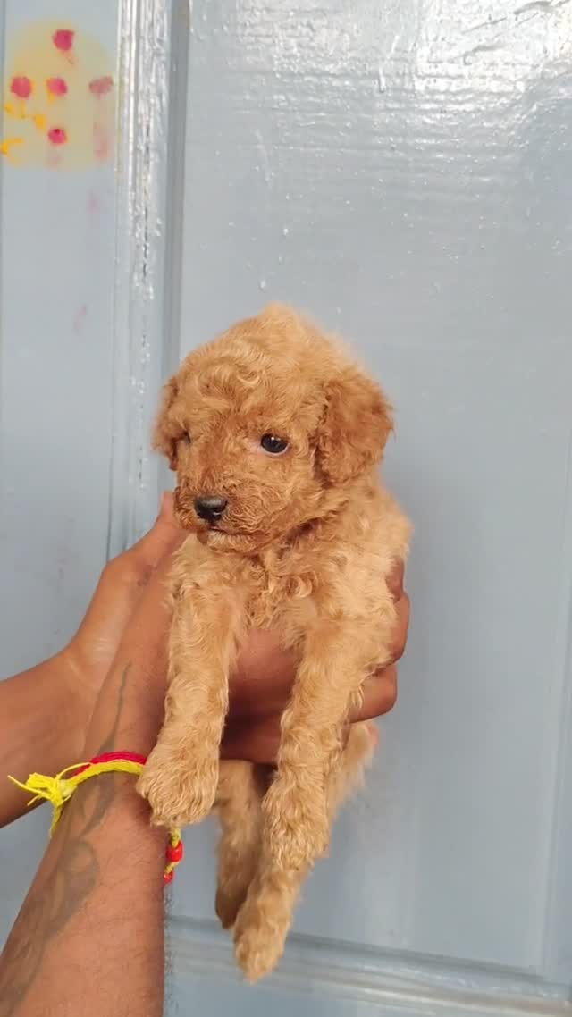 Standard Poodle Puppy at a farm in Bengaluru, Karnataka