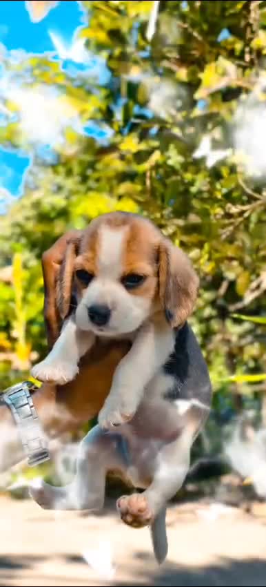 Beagle Black & Tan Puppy at a farm in Kerala