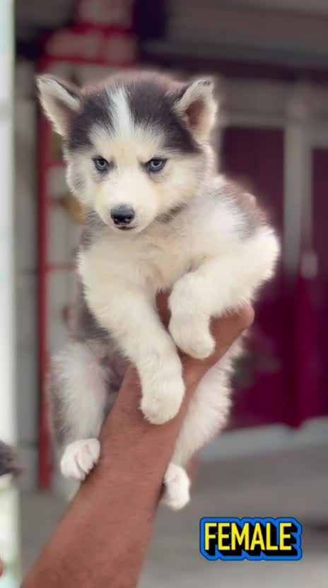 Siberian Husky Puppy | Black & White Color at a farm in Barnala, Punjab