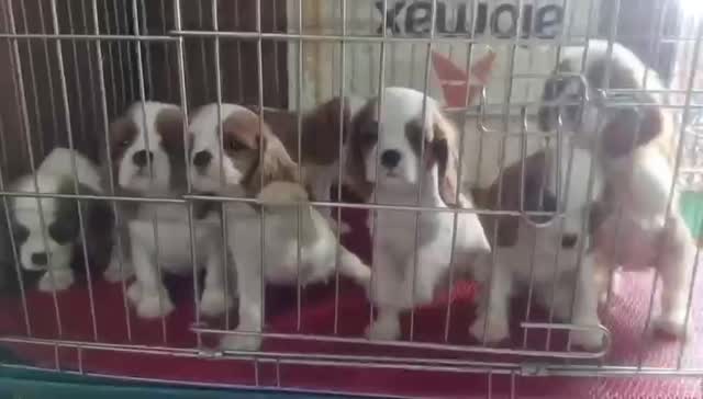 Cocker Spaniel Puppy at a farm in Delhi