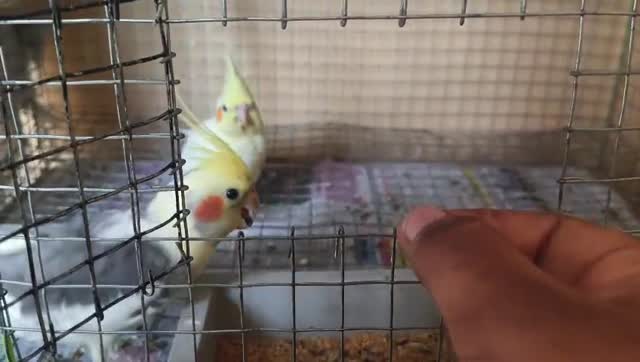 Cockatiels at a farm in Nelamangala, Karnataka