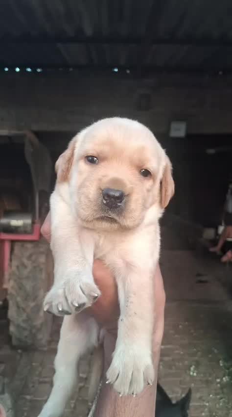 Beagle Black & Tan Puppy at a farm in Chandigarh