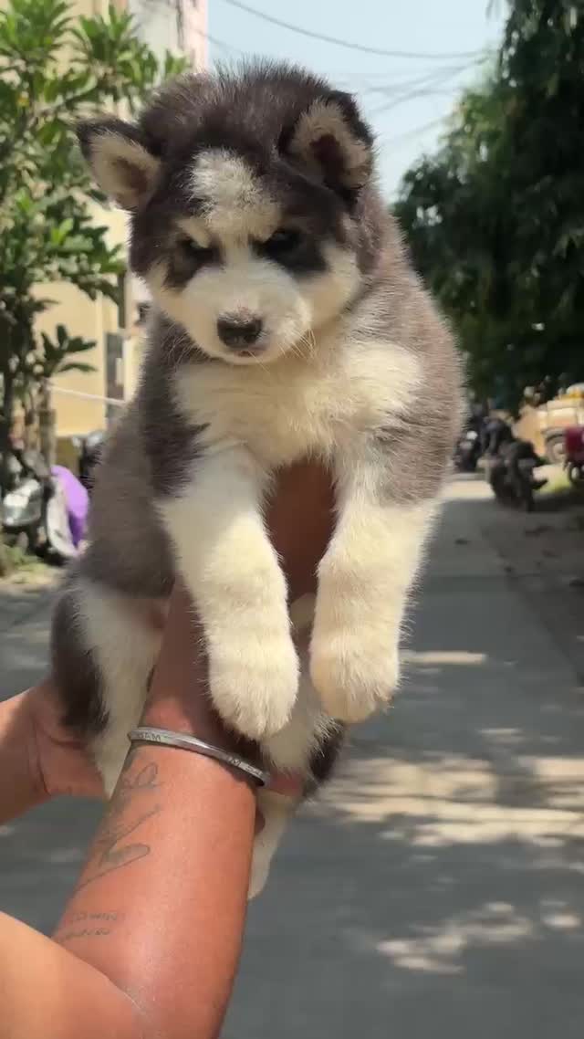 Siberian Husky Puppy | Copper & White Color at a farm in Nagpur, Maharashtra