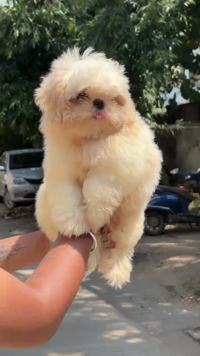 Shih Tzu | Black & White Color at a farm in Nagpur, Maharashtra