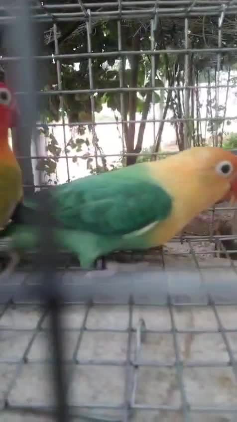 African Love Birds at a farm in Hyderabad, Telangana