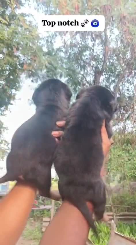 Rottweiler Puppy at a farm in Davanagere, Karnataka