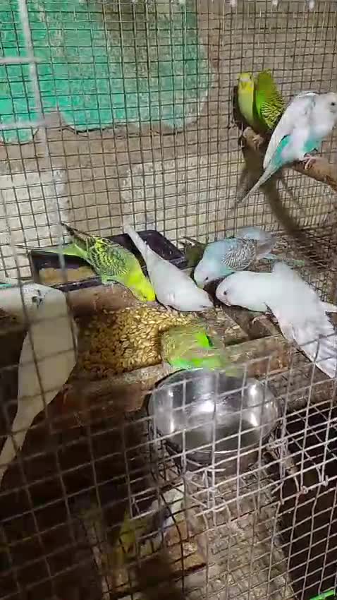 Budgies at a farm in Bengaluru, Karnataka