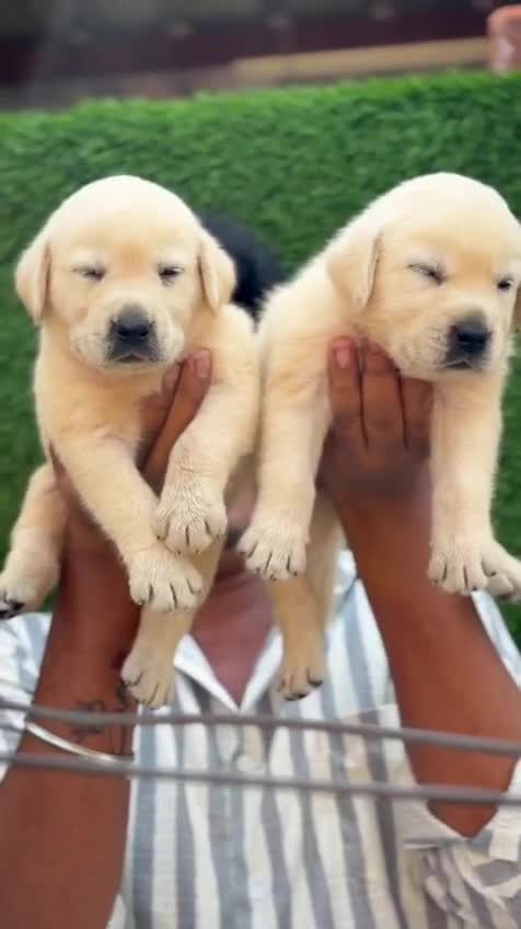 Beagle Black & Tan Puppy at a farm in Rajapalayam, Tamil Nadu