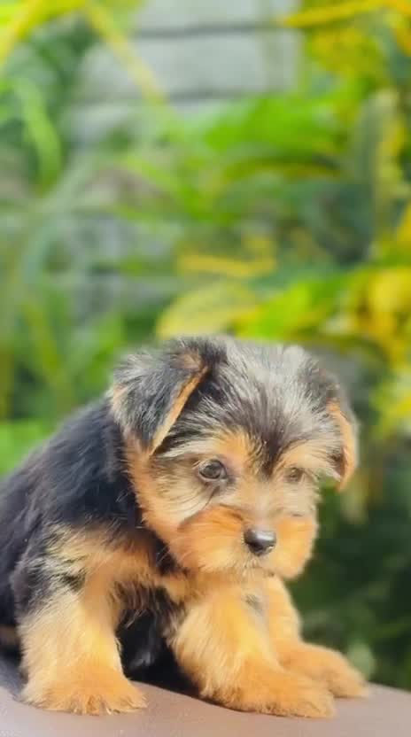 Yorkshire Terrier Puppy at a farm in Rajapalayam, Tamil Nadu