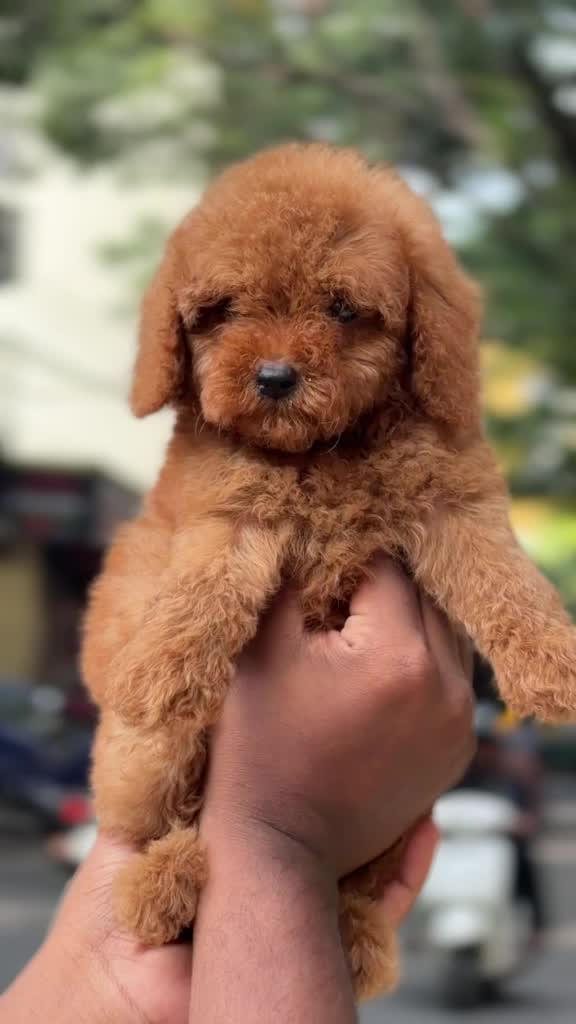 Standard Poodle Puppy at a farm in Rajapalayam, Tamil Nadu
