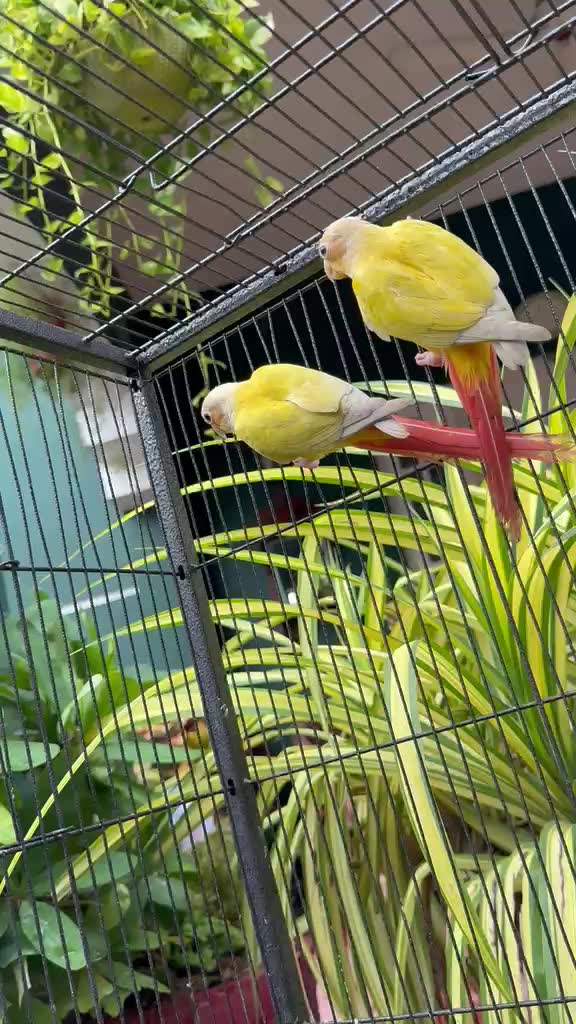 Sun Cheek Conure at a farm in Hyderabad, Telangana