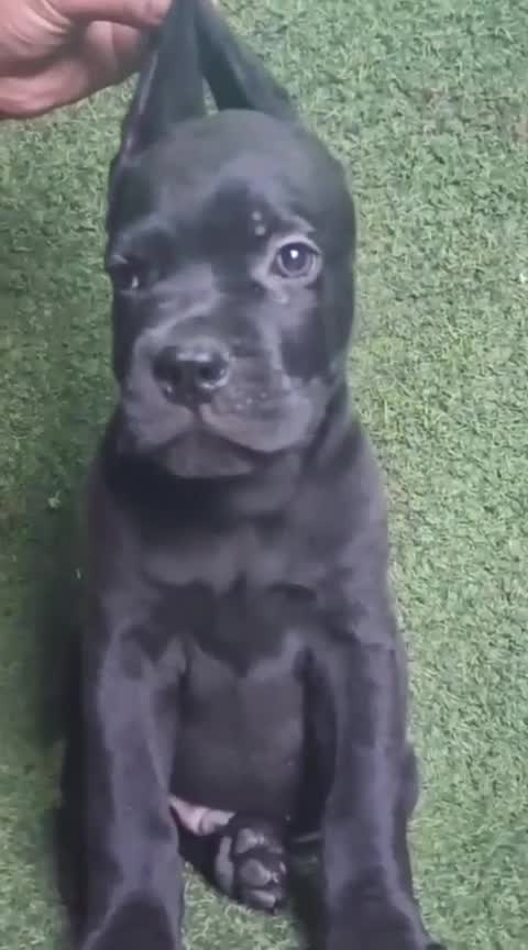 Cane Corso Puppy at a farm in Bareilly, Uttar Pradesh