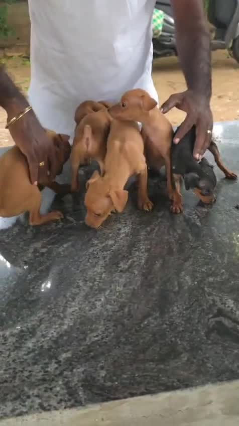Miniature Pinscher Puppy at a farm in Rajapalayam, Tamil Nadu