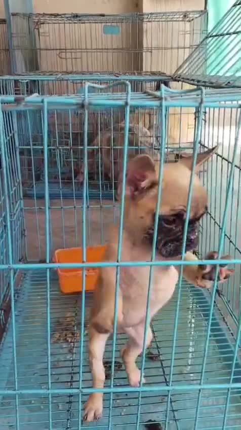 French Bulldog Puppy | White at a farm in Punjab