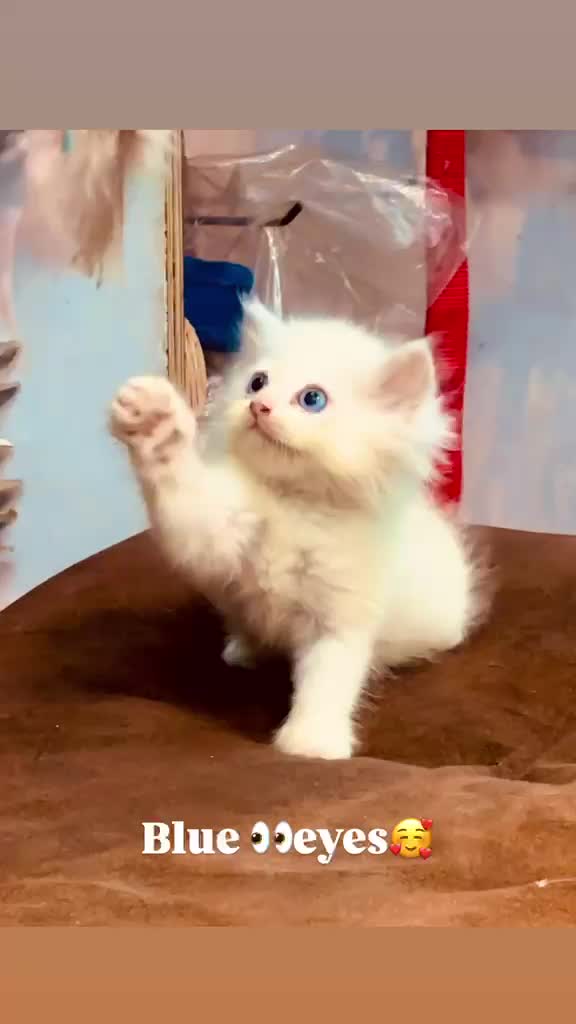 Persian Kitten (Punch Face) at a farm in Jaipur, Rajasthan