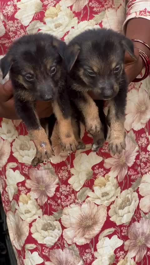 German Shepherd Puppy | Pure White at a farm in Mansa, Punjab