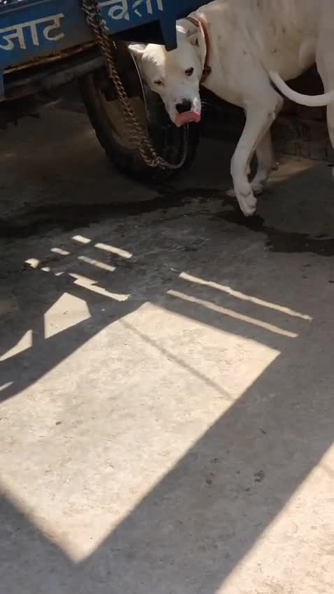 Dogo Argentino Puppy at a farm in Punjab