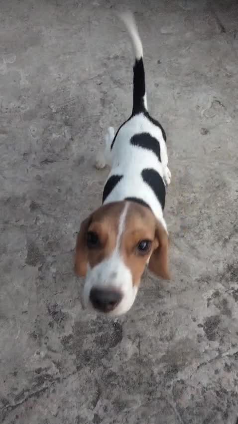 Beagle Black & Tan Puppy at a farm in Ludhiana, Punjab