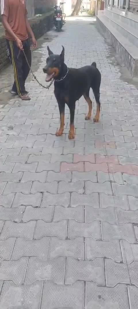 Doberman Pinscher Puppy at a farm in Delhi