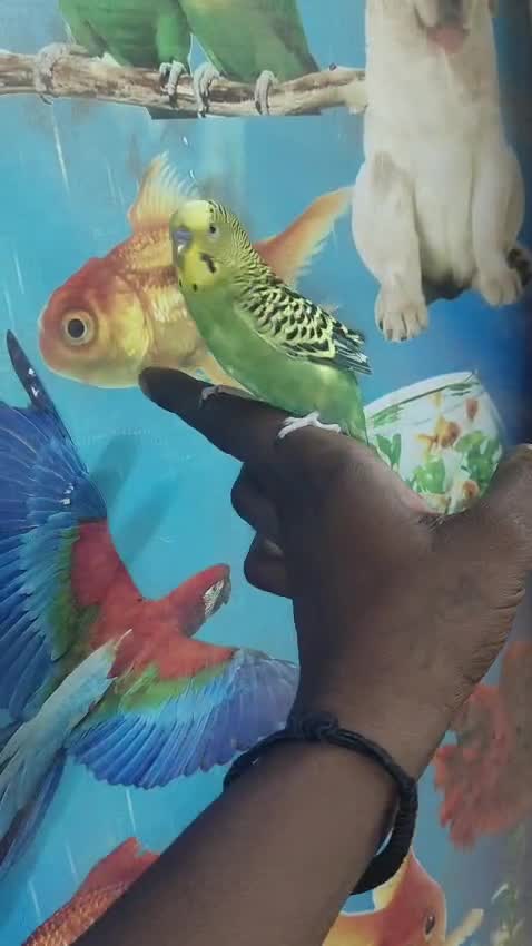 Budgies at a farm in Karnataka