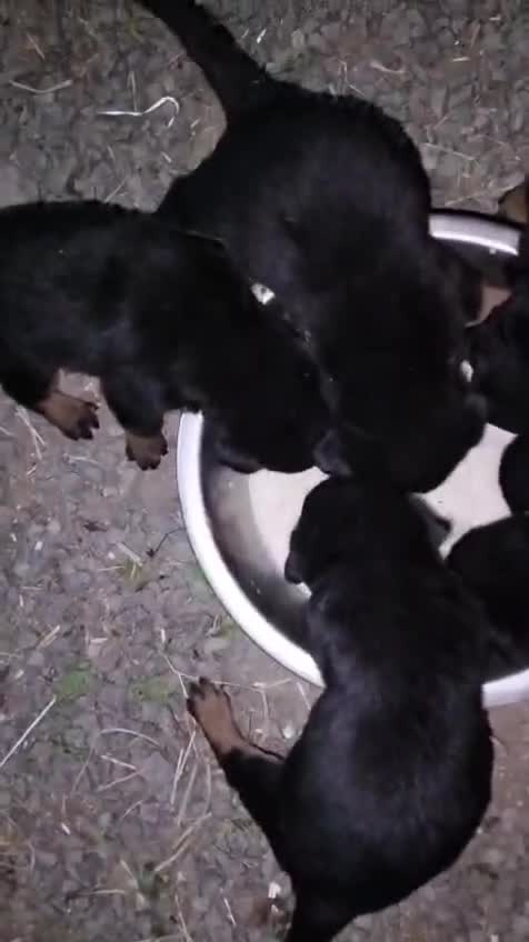 Dachshund Puppy at a farm in Ujjain, Madhya Pradesh