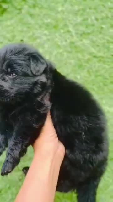 German Shepherd Puppy | Pure White at a farm in Delhi