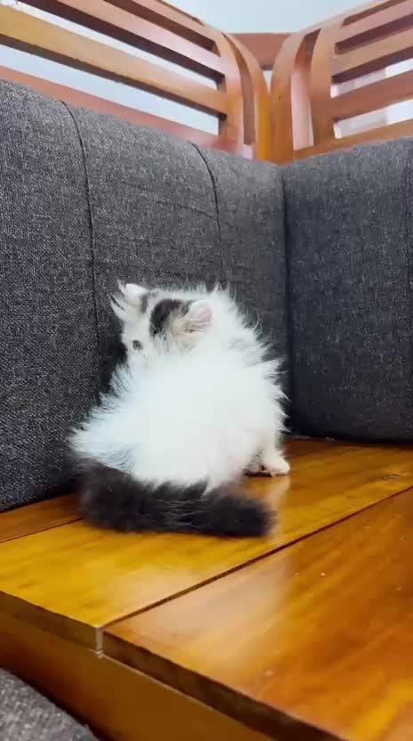 Persian Kitten (Punch Face) at a farm in Delhi