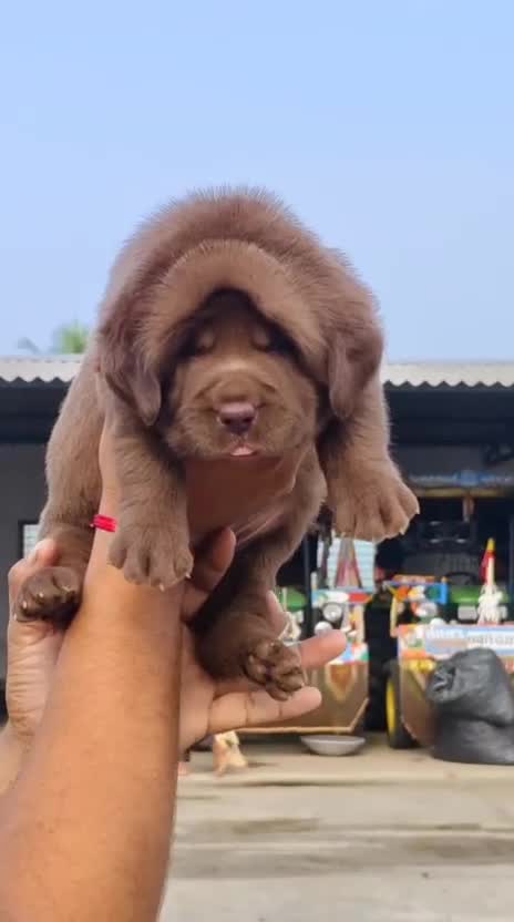 Dachshund Puppy at a farm in Vijayapura, Karnataka