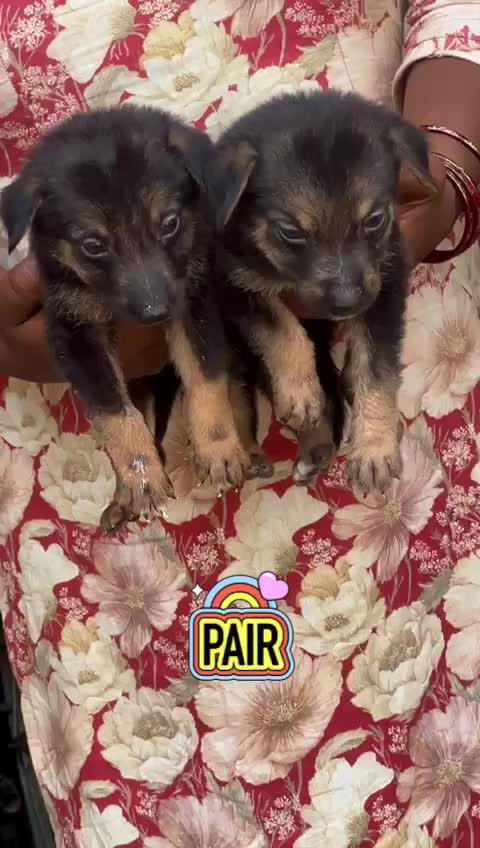 German Shepherd Puppy | Z Black at a farm in Ludhiana, Punjab