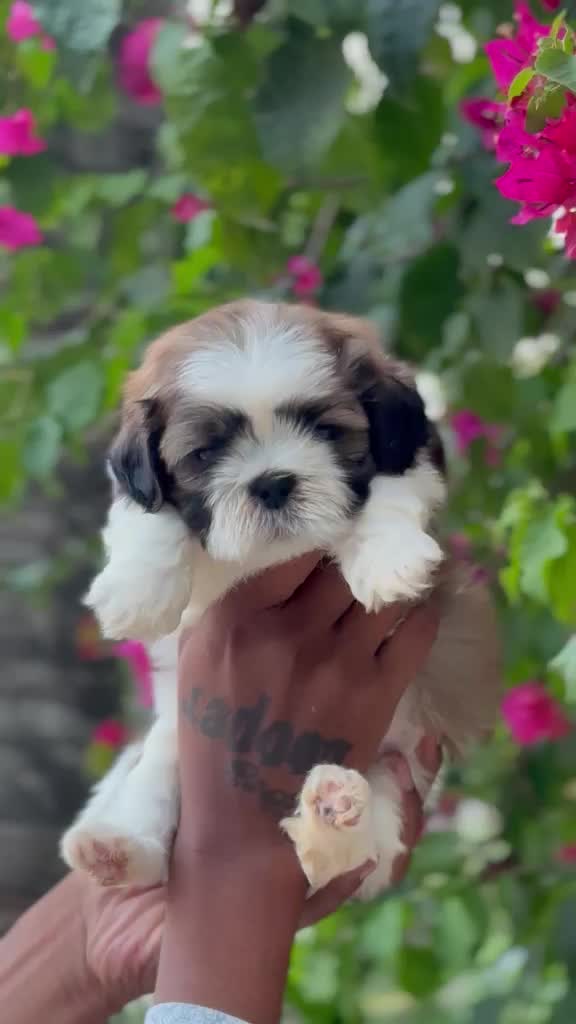 Shih Tzu | Tri Color Puppy at a farm in Bengaluru, Karnataka