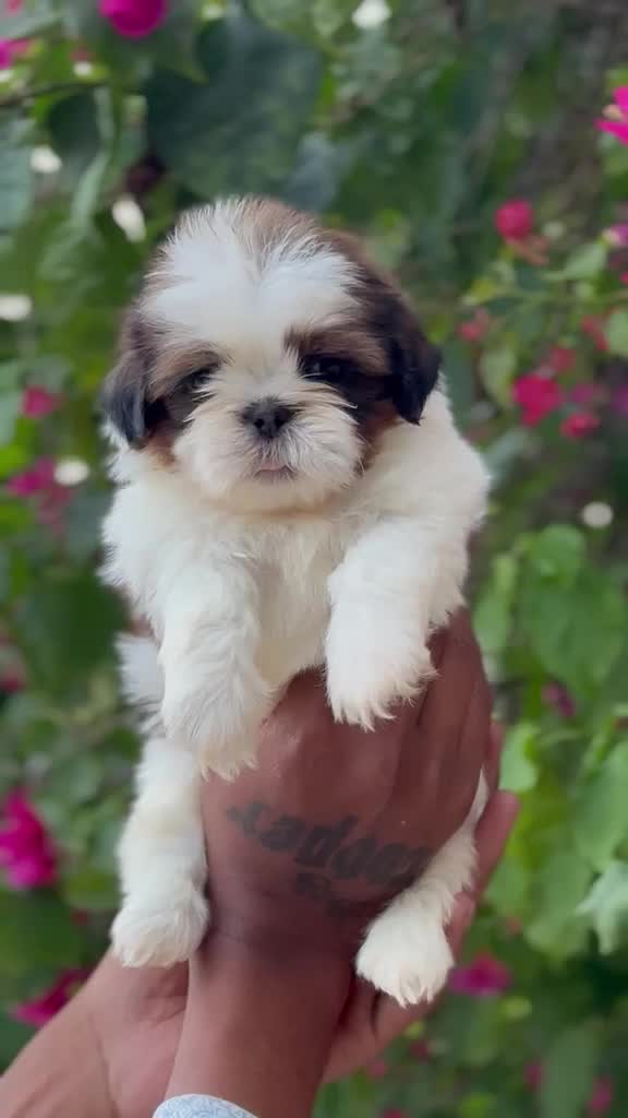 Shih Tzu | Tri Color Puppy at a farm in Bengaluru, Karnataka