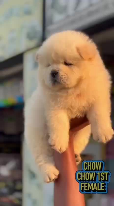 Chow Chow Puppy | Fawn Color at a farm in Barnala, Punjab
