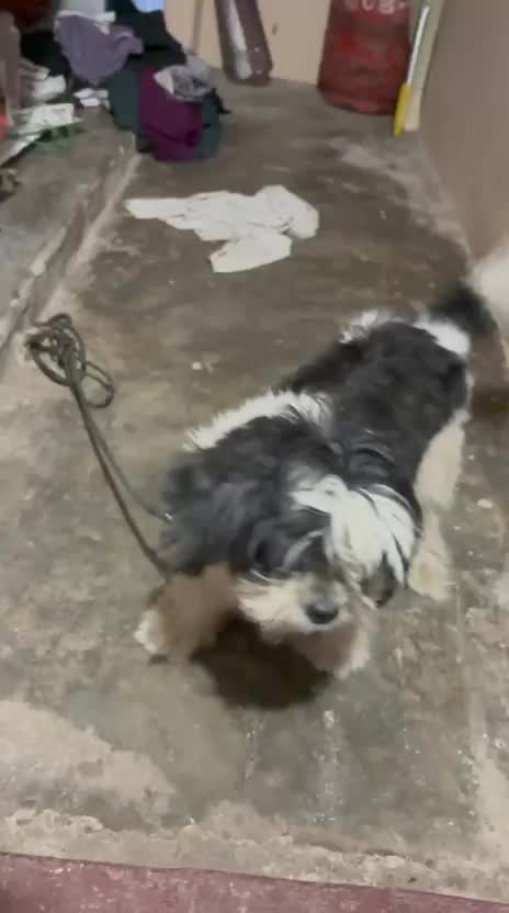 Shih Tzu | Black Color at a farm in Chennai, Tamil Nadu