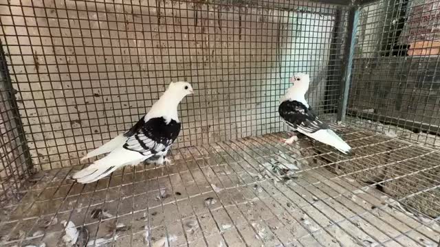 Homer Pigeon at a farm in India