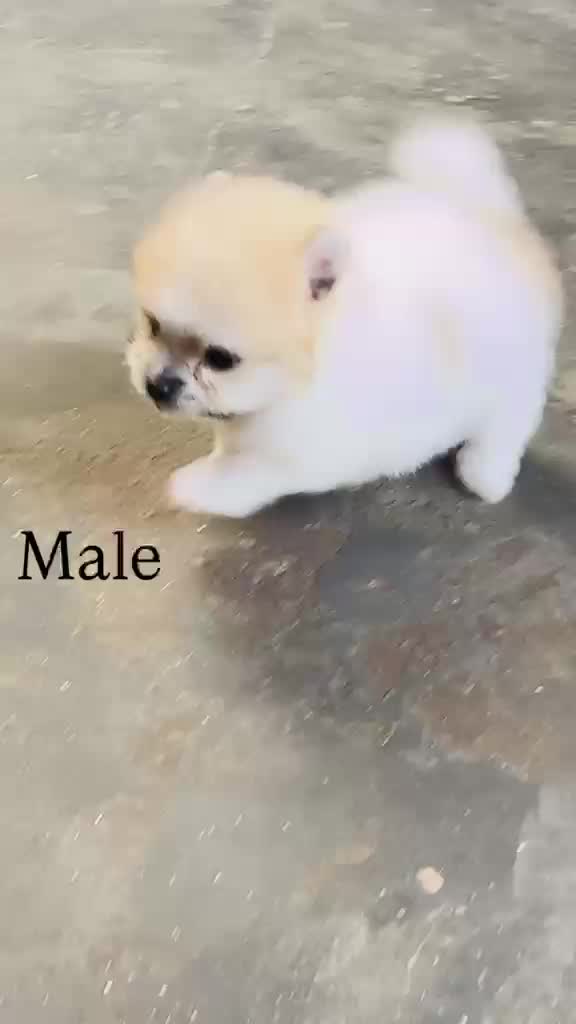 Toy Poodle Puppy at a farm in Delhi