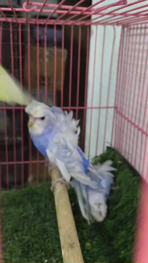 Homer Pigeon at a farm in Pune, Maharashtra