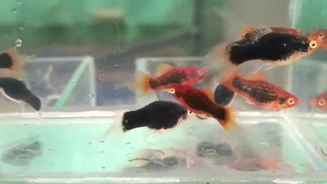 Fish, farm video