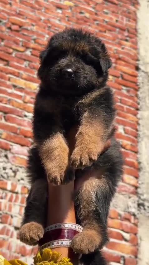 German Shepherd Puppy | Pure White at a farm in Delhi