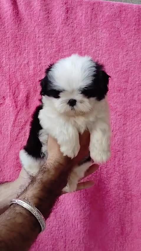 Shih Tzu | Black Color at a farm in Punjab
