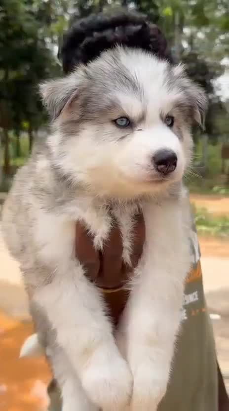 Siberian Husky Puppy | Copper & White Color at a farm in Bengaluru, Karnataka