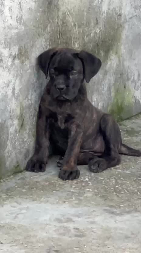 Dachshund Puppy at a farm in Kurukshetra, Haryana