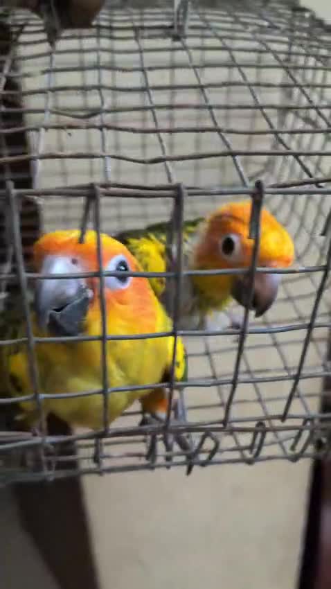 Sun Conure at a farm in Thrissur, Kerala