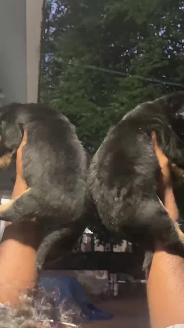 Rottweiler Puppy at a farm in Madurai, Tamil Nadu