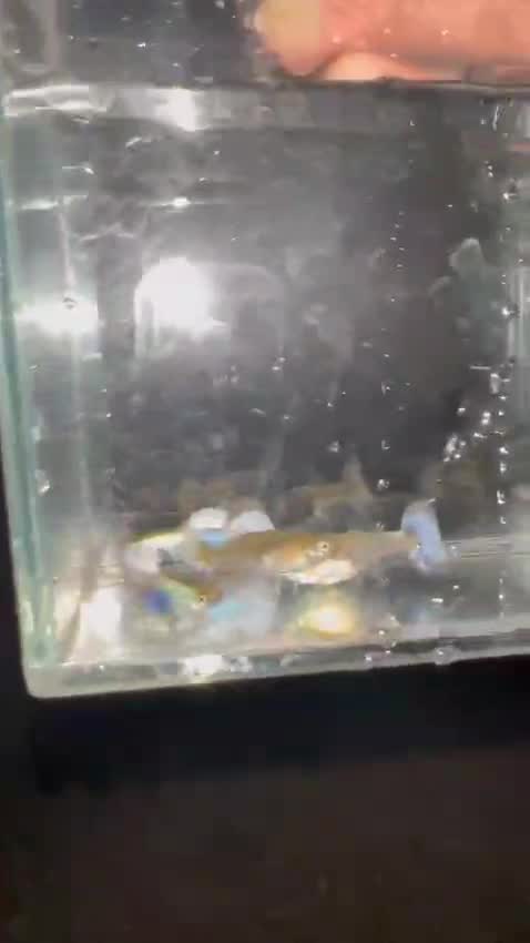 Dumbo Rat, farm video